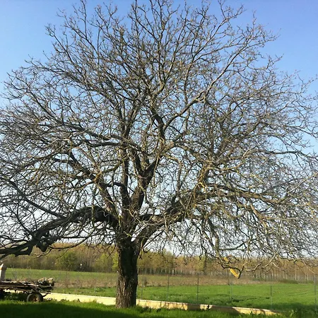 Antico Noce Landsted *